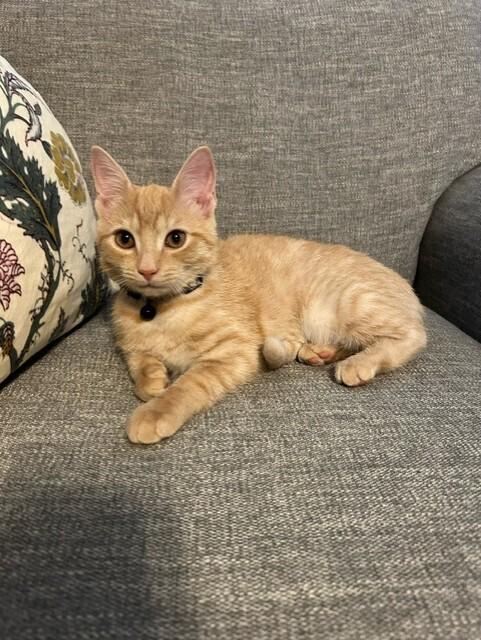 Frito, Adopted, Kitten Female Domestic Short Hair.