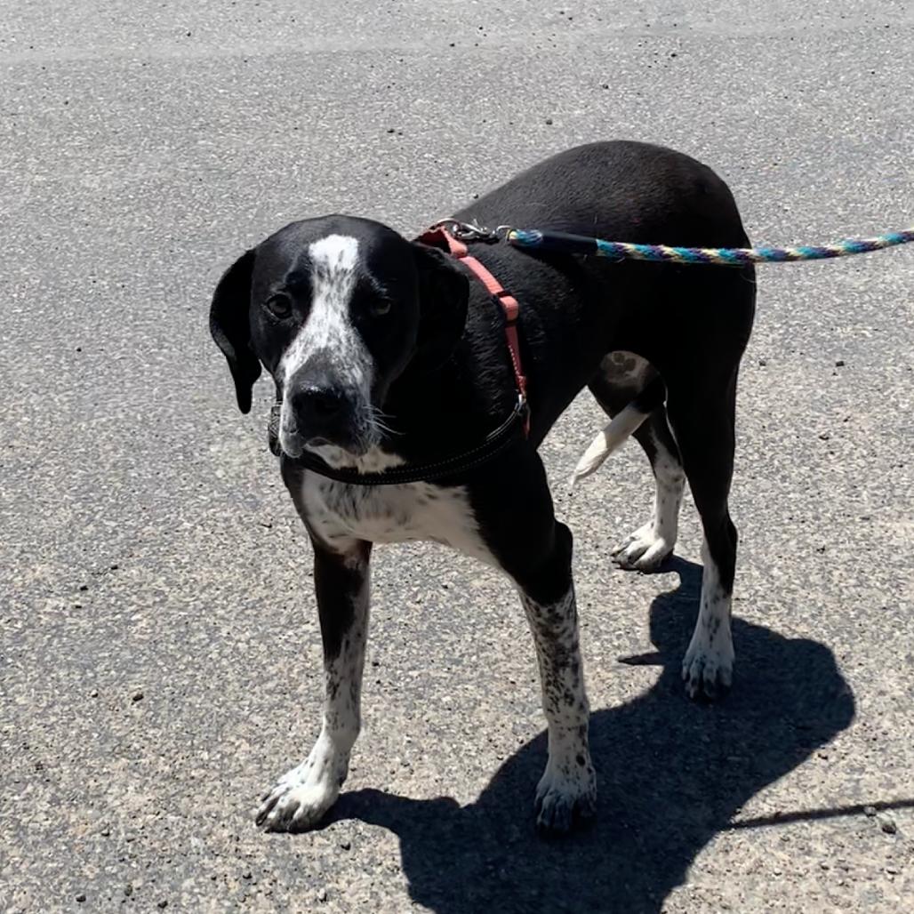 Enlarge Atlas, a Adoptable Coonhound in Pagosa Springs, CO image 1/4
