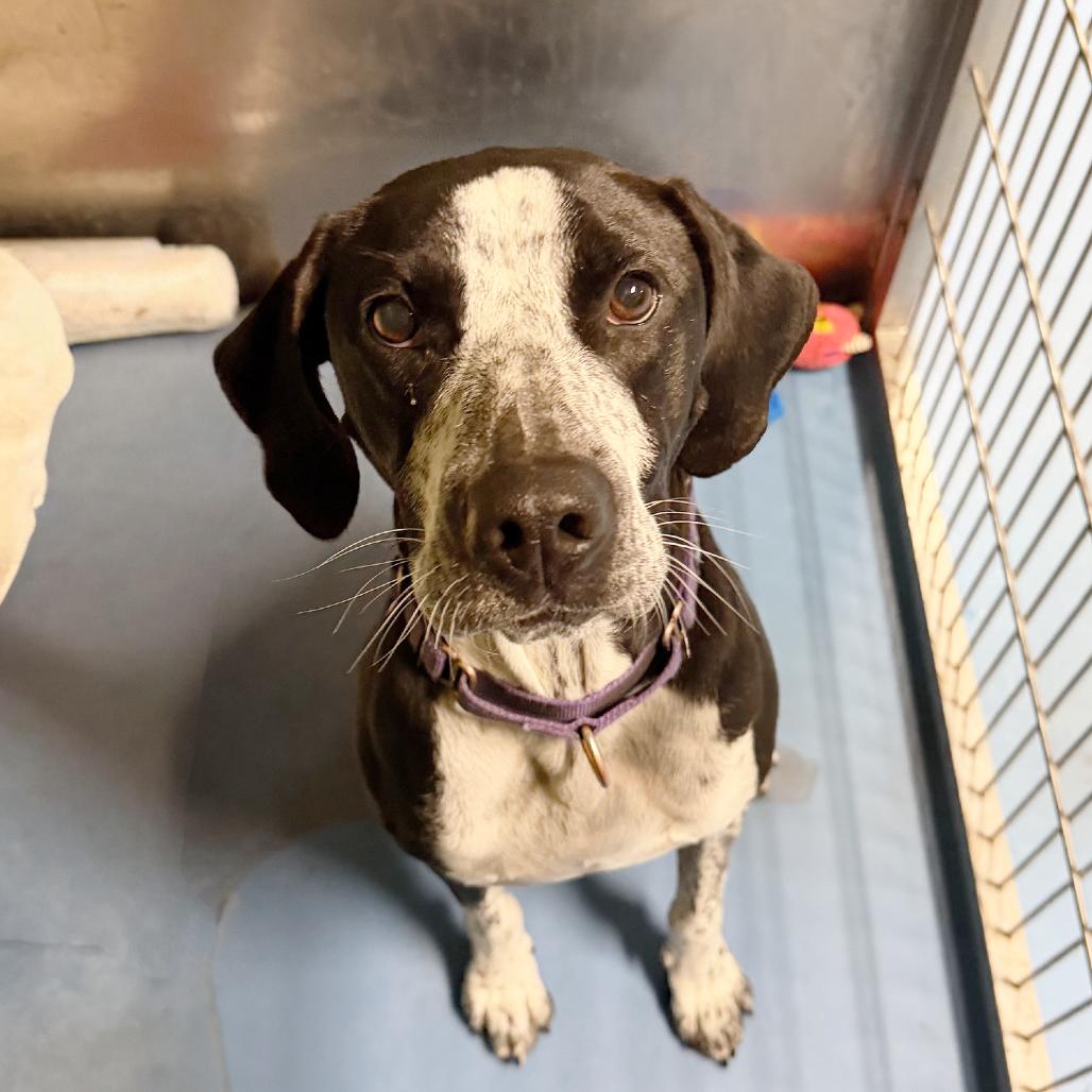Enlarge Atlas, a Adoptable Coonhound in Pagosa Springs, CO image 2/4