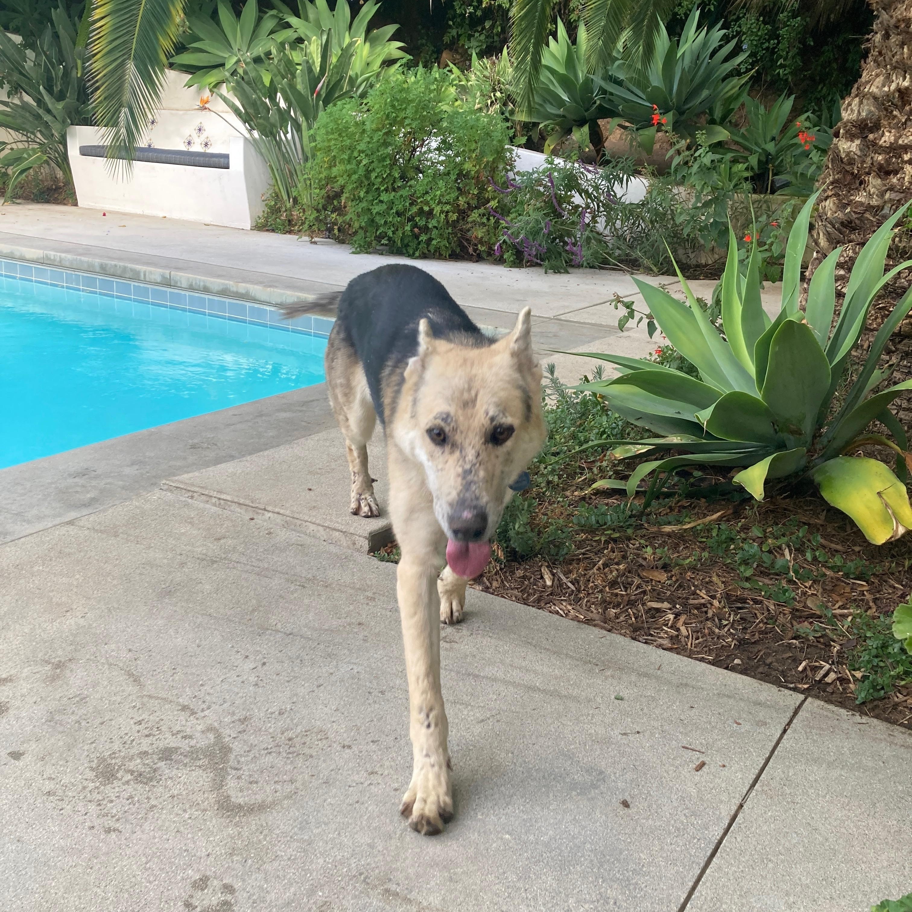 Enlarge Spider-Man, a Adoptable mixed breed in Burbank, CA image 2/6