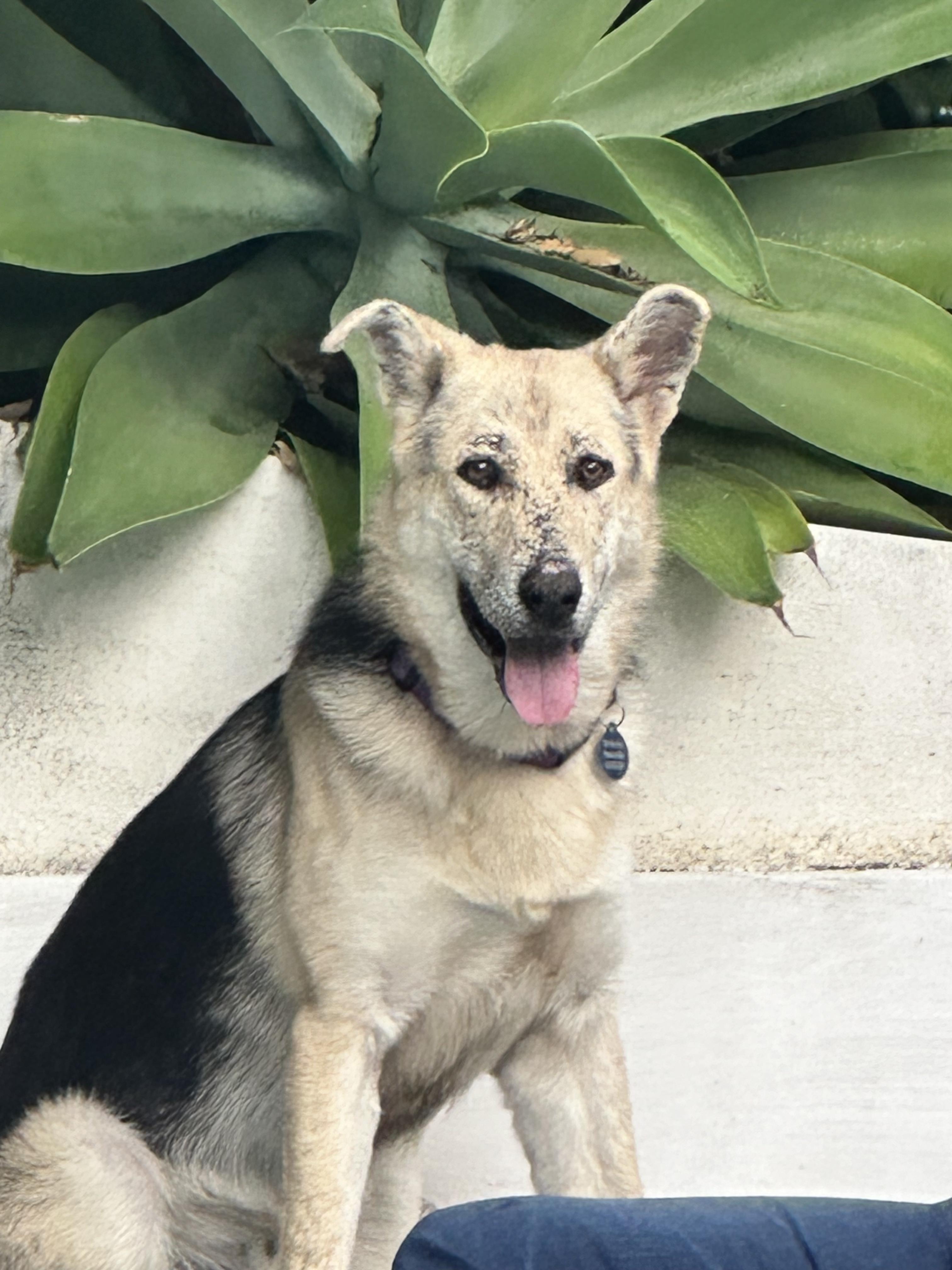 Enlarge Spider-Man, a Adoptable mixed breed in Burbank, CA image 3/6