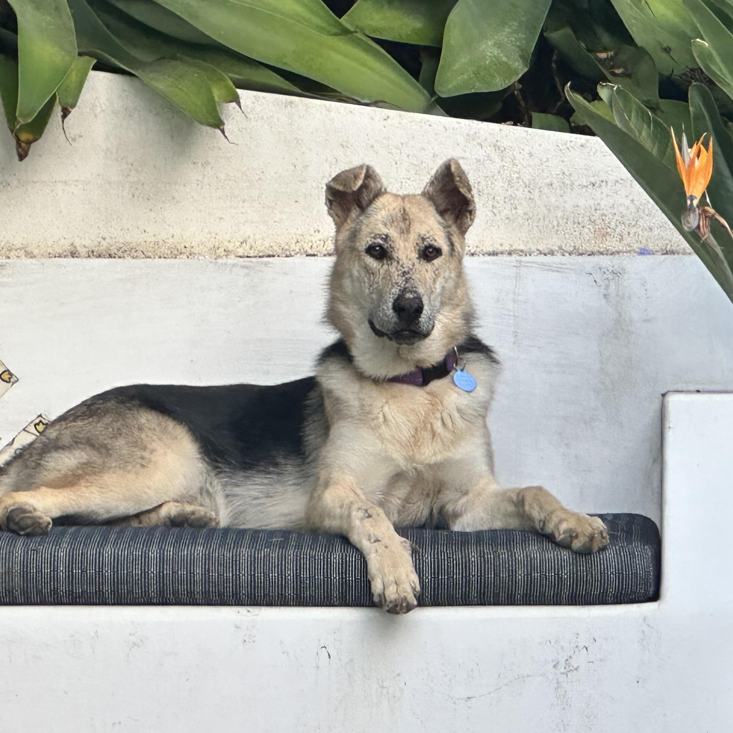 Enlarge Spider-Man, a Adoptable mixed breed in Burbank, CA image 1/6