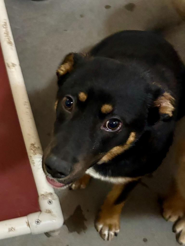 Vinney, Adoptable, Young Male Australian Shepherd & German Shepherd Dog.