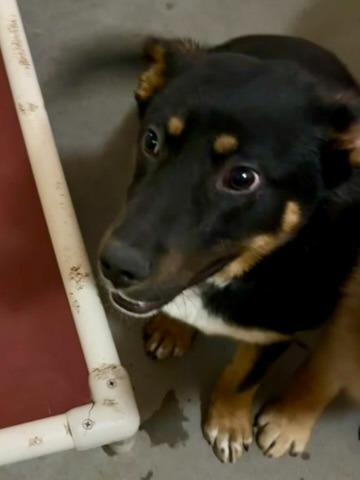 Enlarge Vinney, a Adoptable mixed breed in Thompson Falls, MT image 2/5