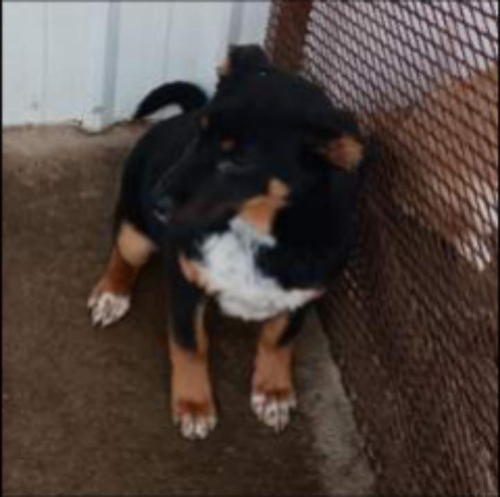 Enlarge Vinney, a Adoptable mixed breed in Thompson Falls, MT image 3/5