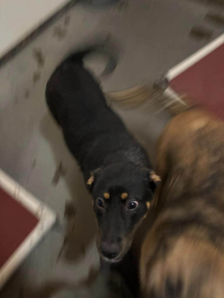 Enlarge Vinney, a Adoptable mixed breed in Thompson Falls, MT image 4/5