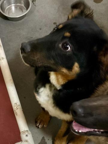 Enlarge Vinney, a Adoptable mixed breed in Thompson Falls, MT image 5/5