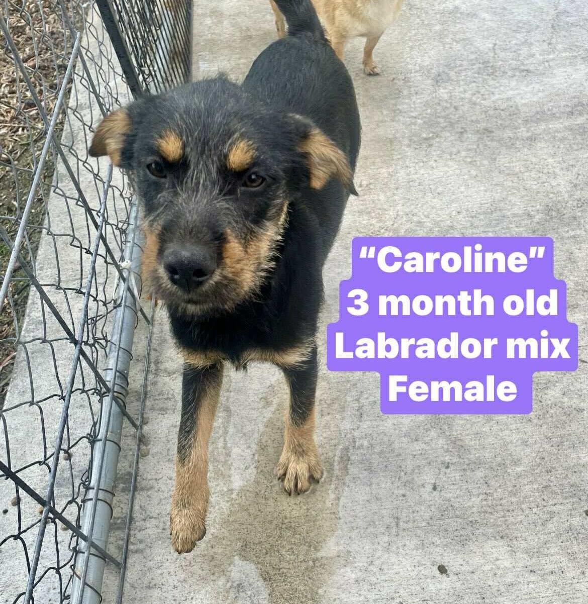 CAROLINE photo 2