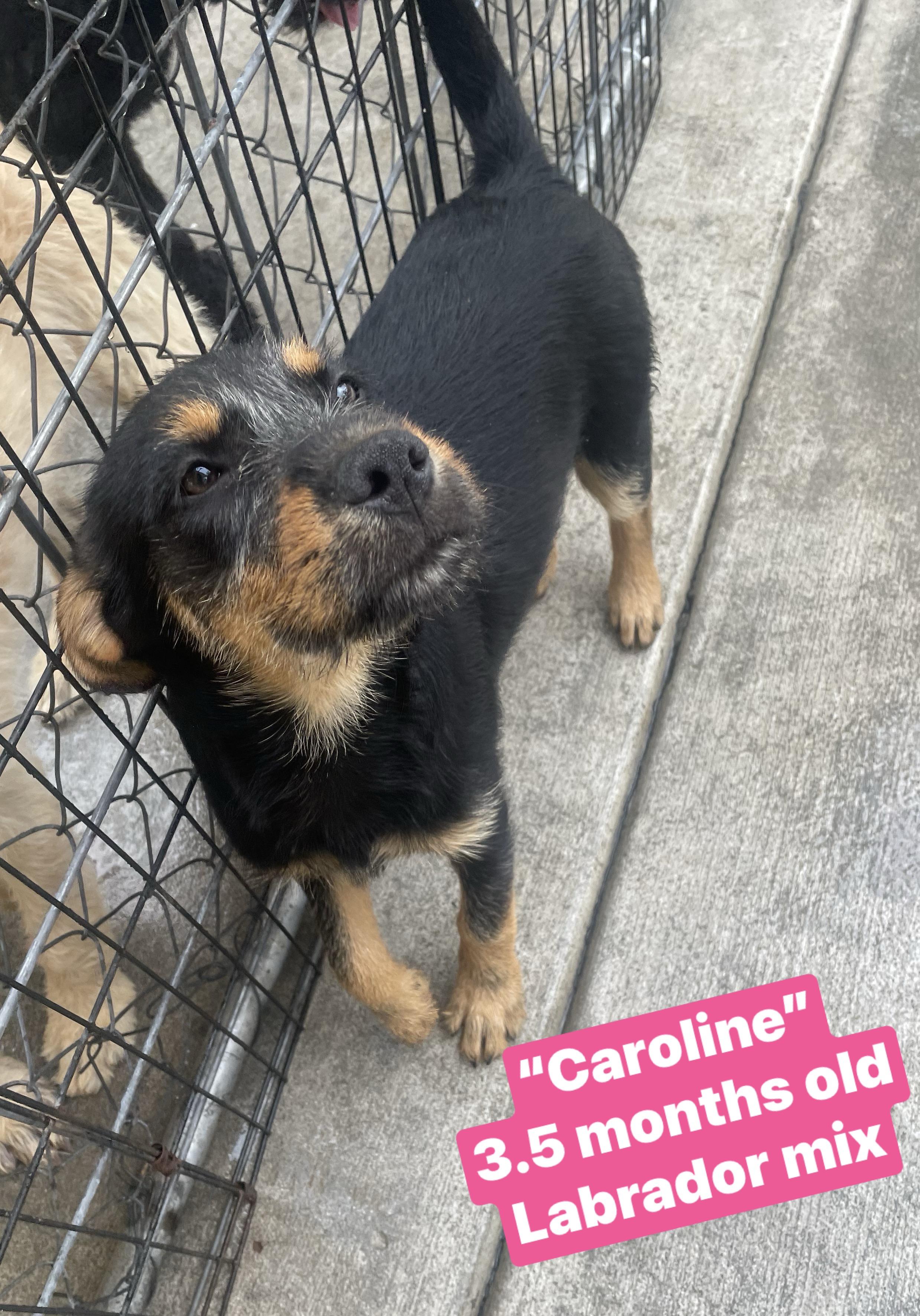 CAROLINE