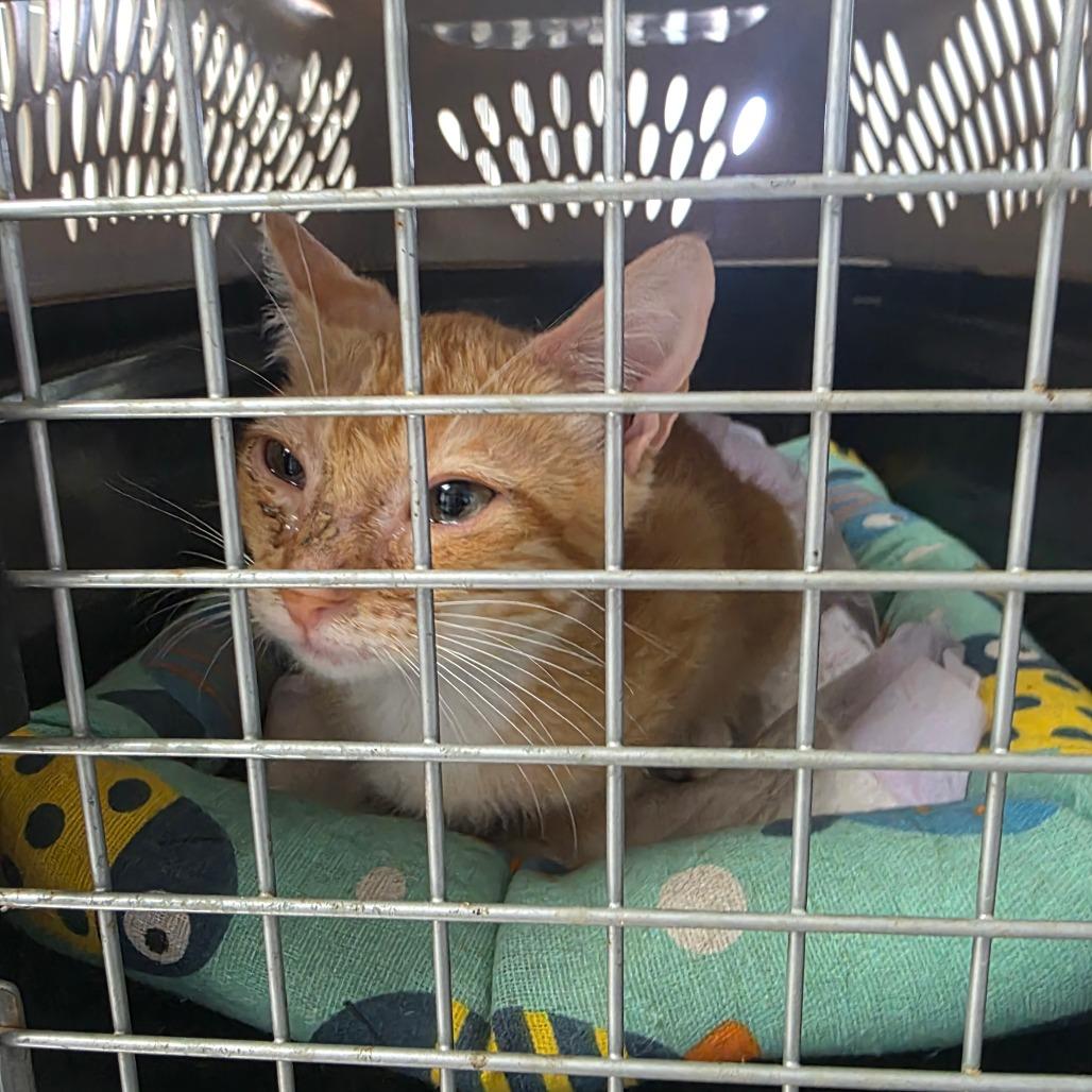 Charlie, Adoptable, Kitten Male Domestic Short Hair.