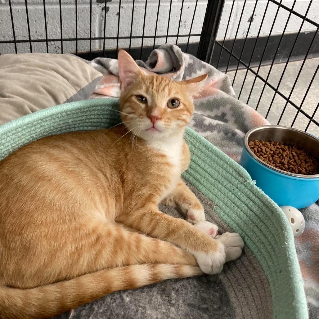 Enlarge Charlie, a Adoptable Domestic Short Hair in Duncan, OK image 2/3