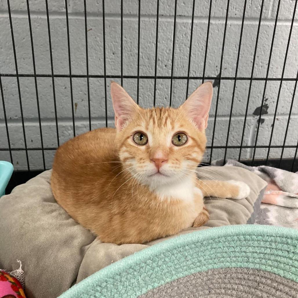 Enlarge Charlie, a Adoptable Domestic Short Hair in Duncan, OK image 3/3