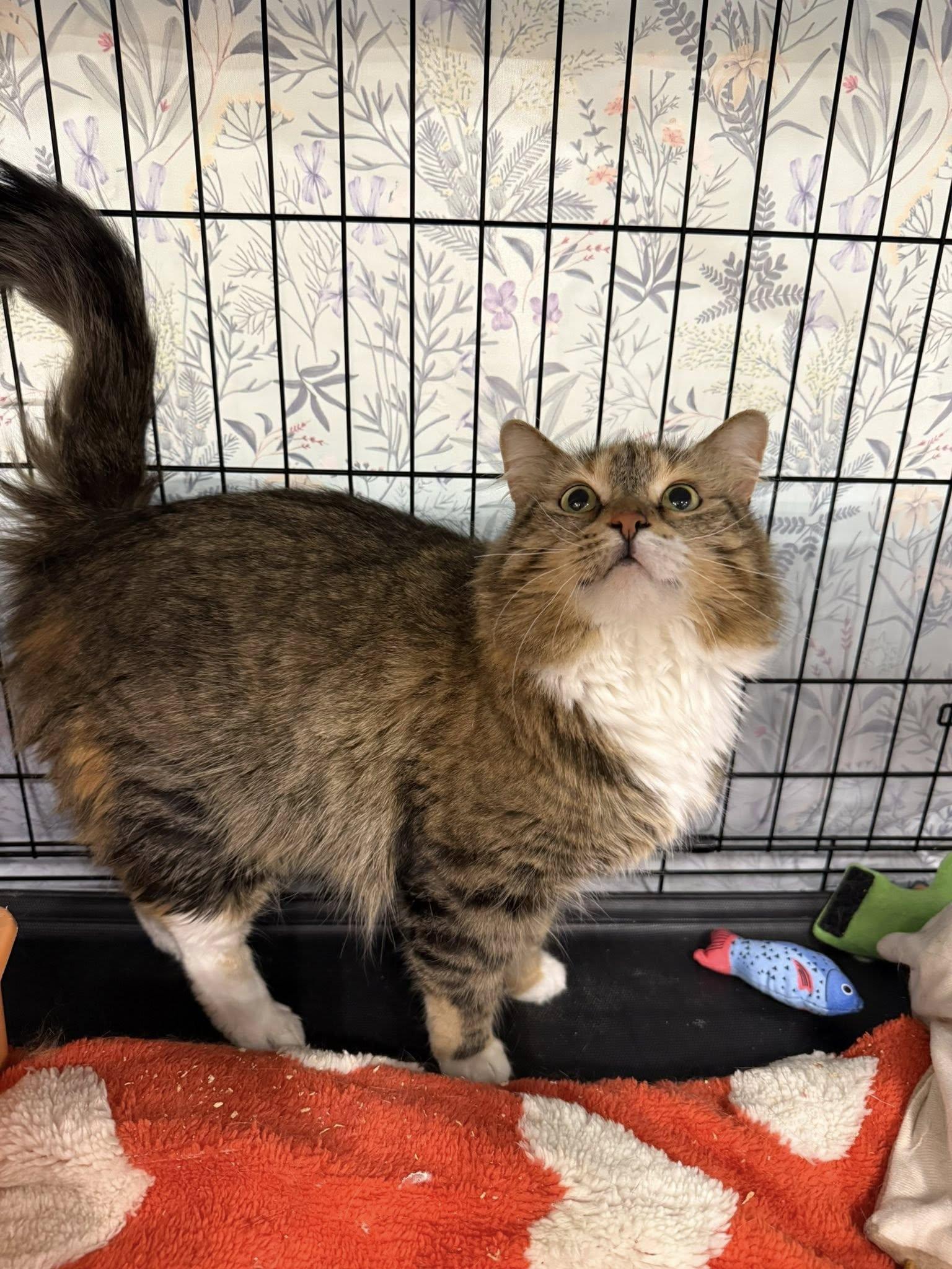 Enlarge Gamora, a ADOPTABLE Domestic Long Hair in Clarksville, TN image 2/5
