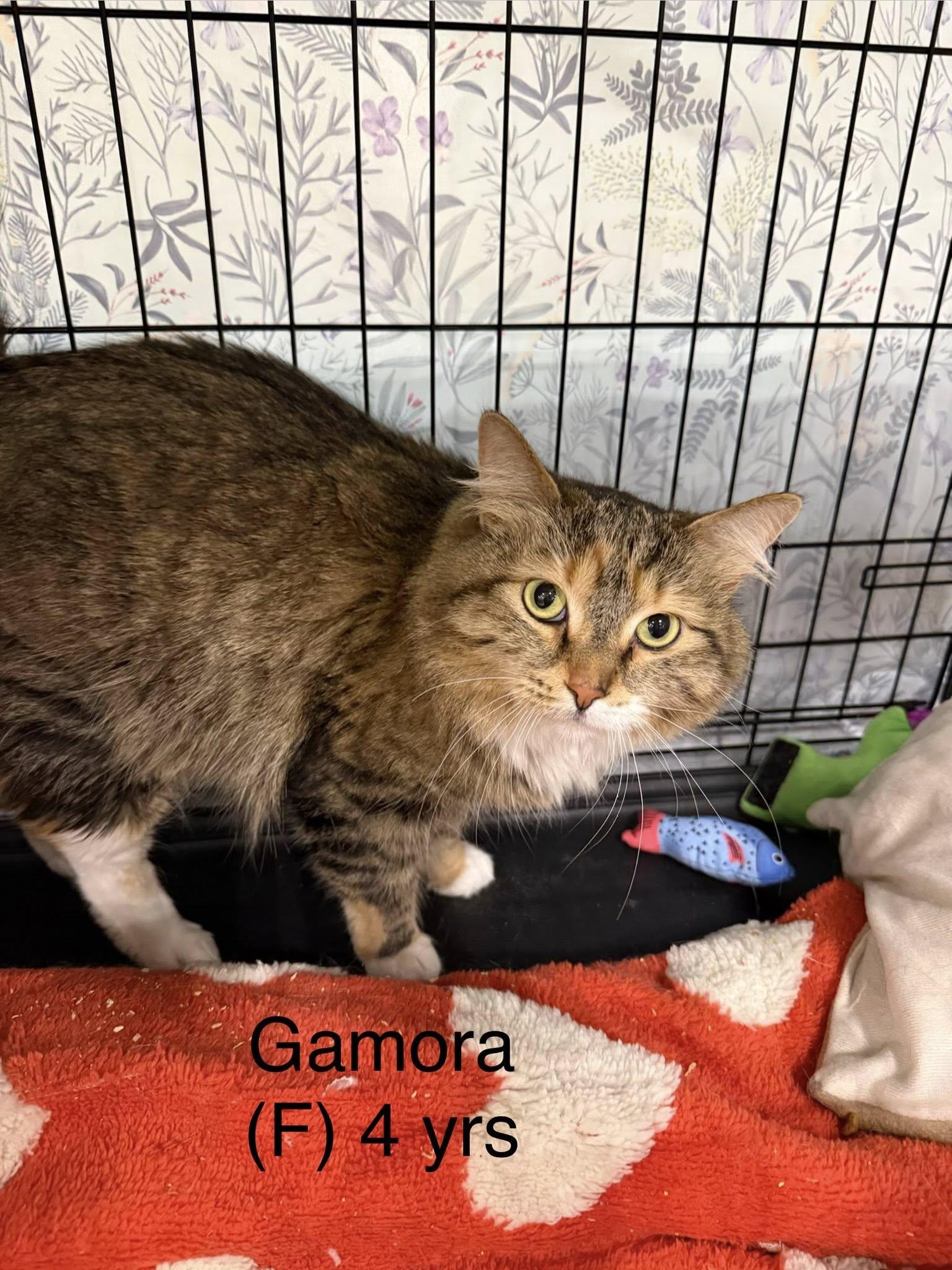 Enlarge Gamora, a ADOPTABLE Domestic Long Hair in Clarksville, TN image 1/5