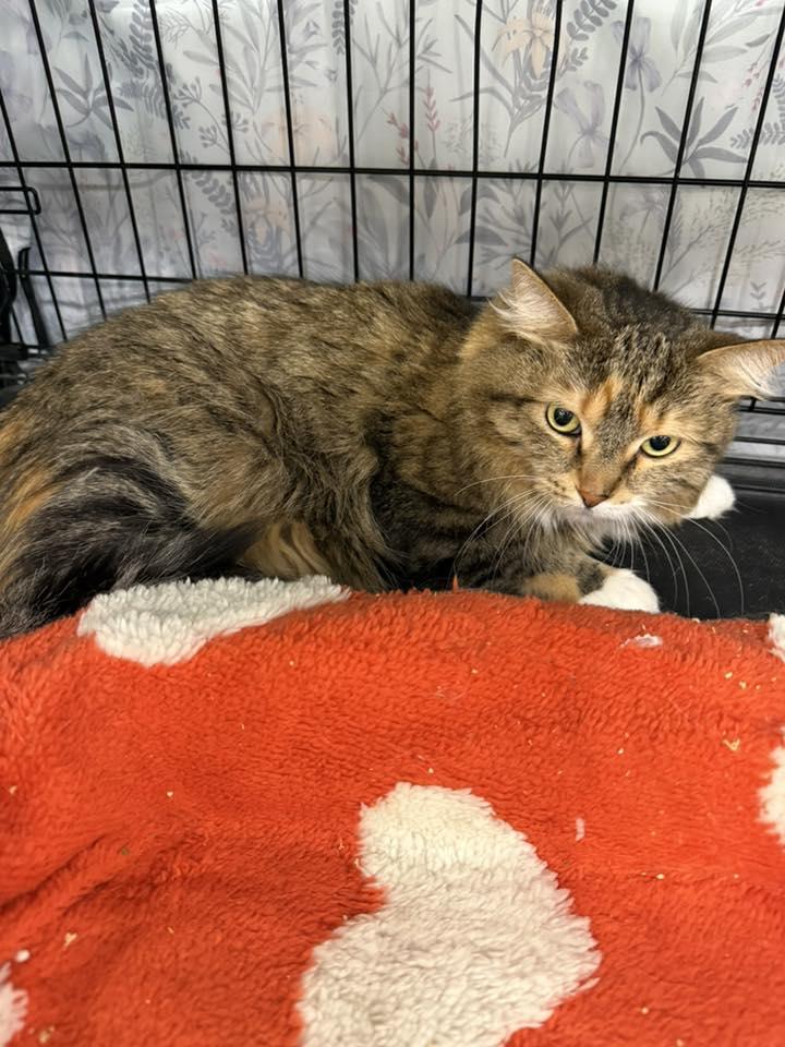 Enlarge Gamora, a ADOPTABLE Domestic Long Hair in Clarksville, TN image 3/5