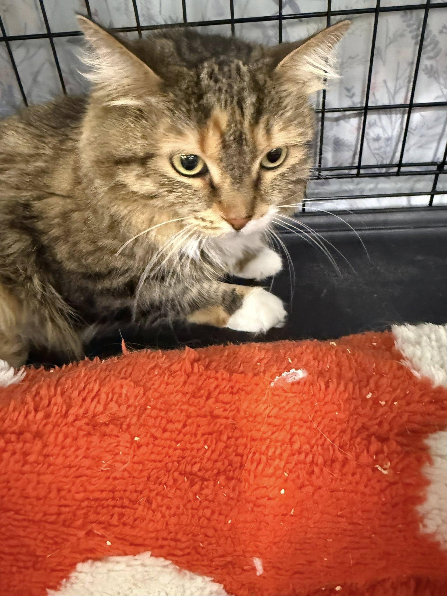 Enlarge Gamora, a ADOPTABLE Domestic Long Hair in Clarksville, TN image 4/5