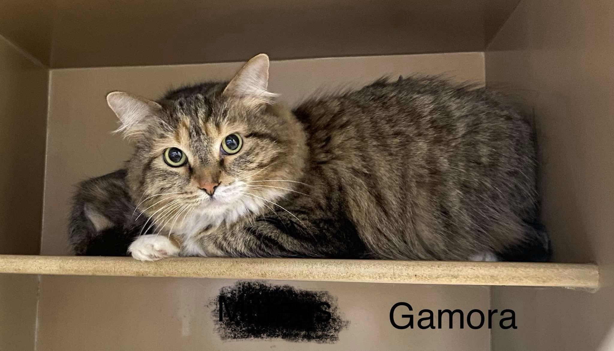 Enlarge Gamora, a ADOPTABLE Domestic Long Hair in Clarksville, TN image 5/5