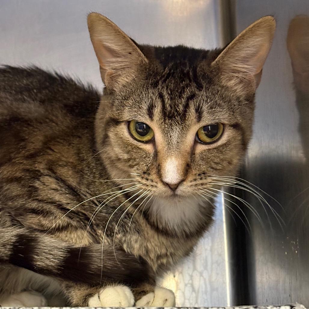 Scout, Adoptable, Young Male Domestic Short Hair.