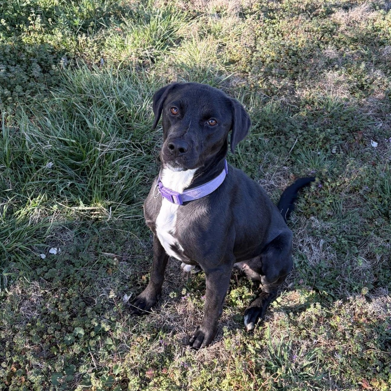 Enlarge Kali, a ADOPTABLE mixed breed in McPherson, KS image 1/2