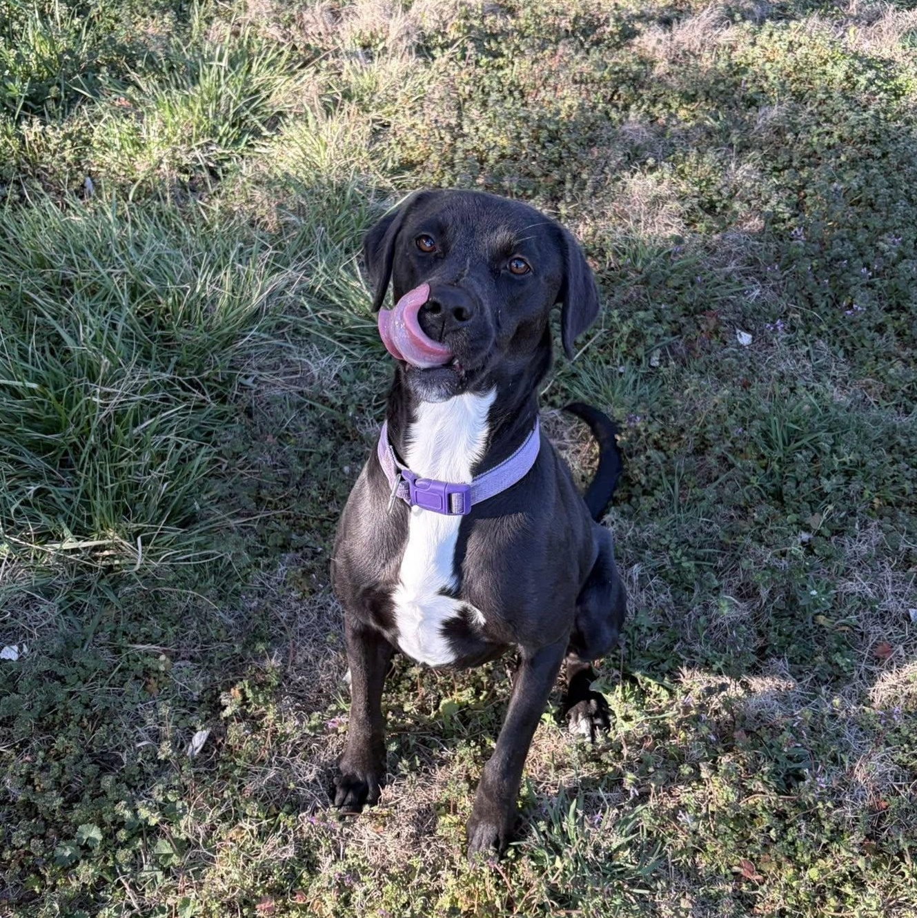 Enlarge Kali, a ADOPTABLE mixed breed in McPherson, KS image 2/2
