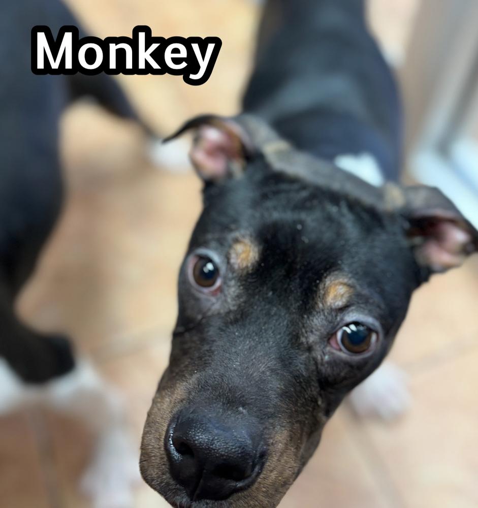 Enlarge Monkey, a Adoptable mixed breed in Tulsa, OK image 1/1