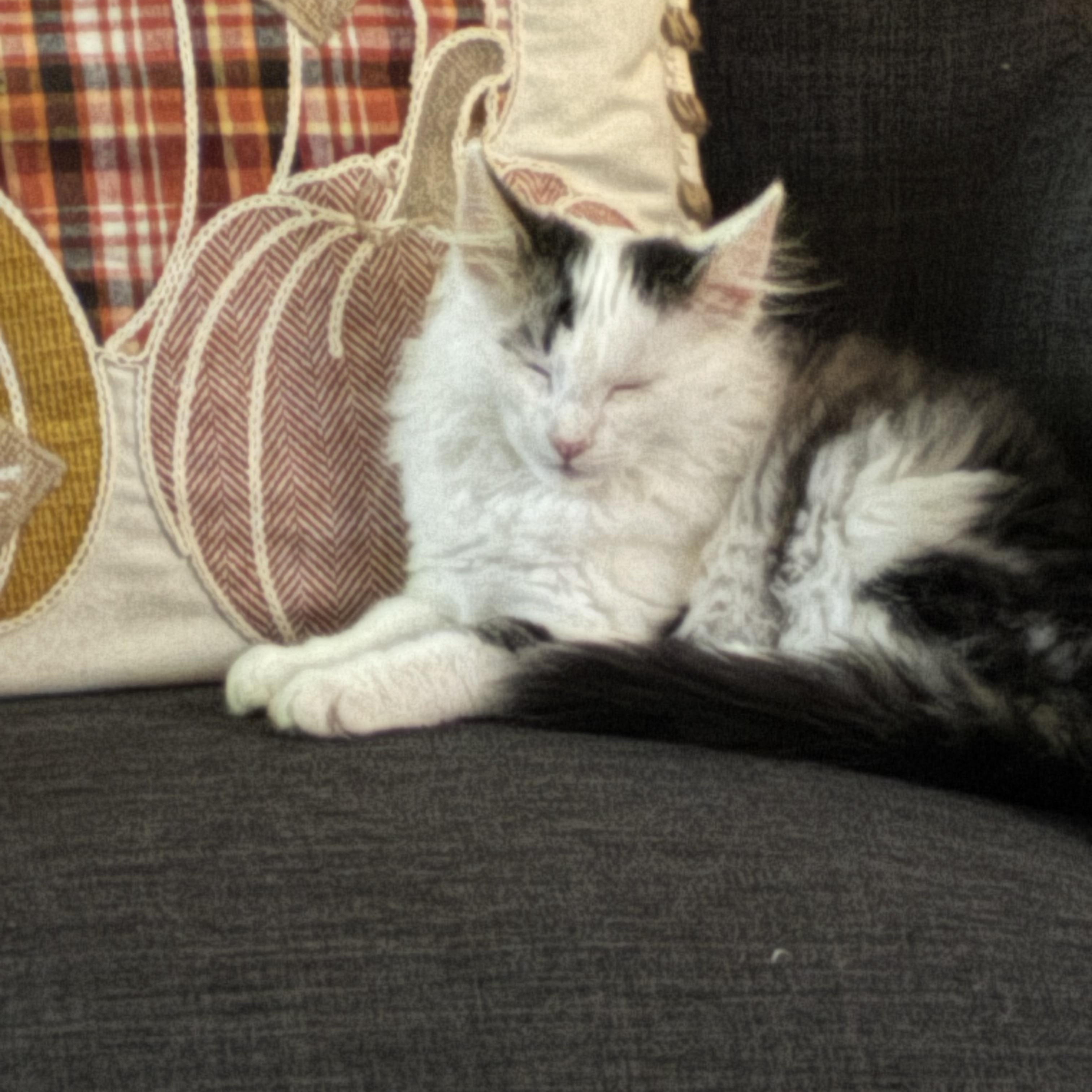 Enlarge Augustus, a Adopted Domestic Long Hair in Pueblo, CO image 1/1
