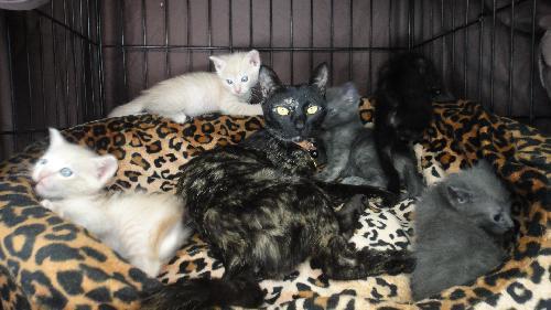 Beetoe, Adoptable, Young Female Domestic Medium Hair.