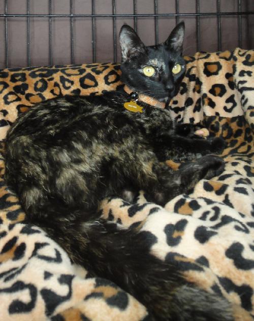 Beetoe, a Adoptable Domestic Medium Hair in Newport Beach, CA image 2/3