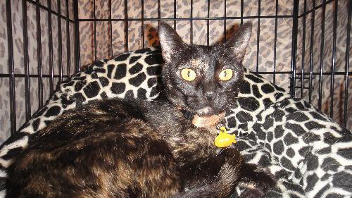 Beetoe, a Adoptable Domestic Medium Hair in Newport Beach, CA image 3/3