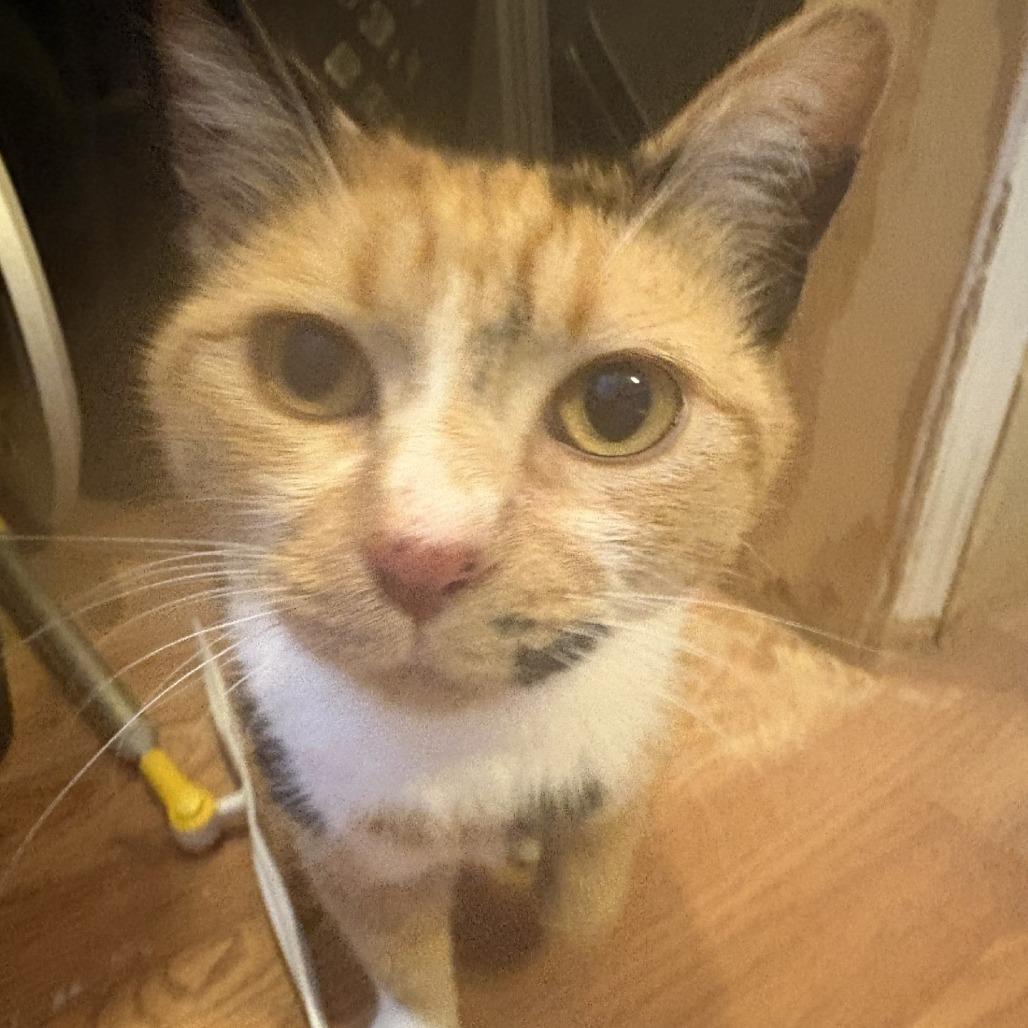 Jackie, Adoptable, Adult Female Domestic Short Hair.