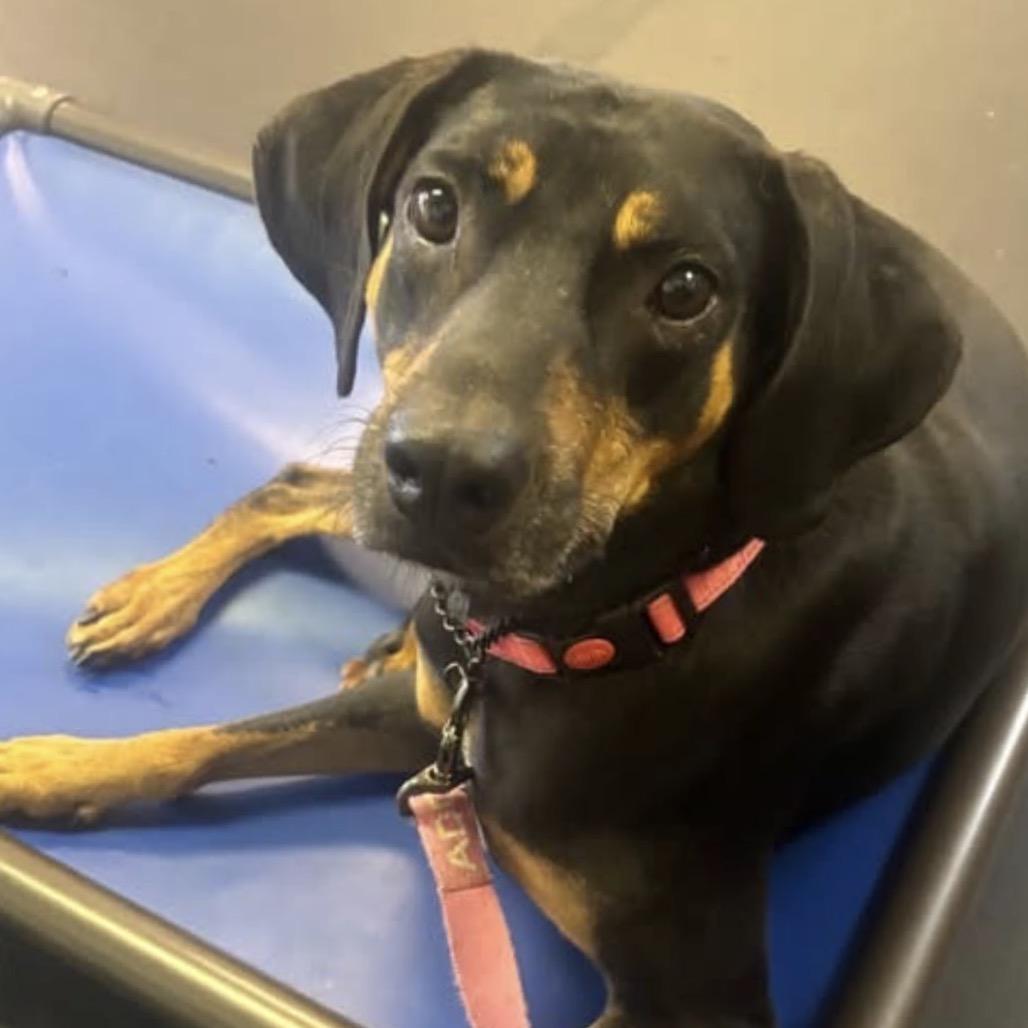 Bridgette, Adoptable, Adult Female Black and Tan Coonhound.