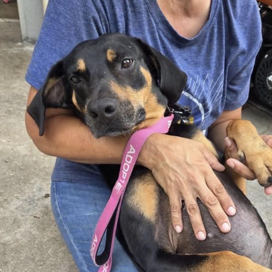 Enlarge Bridgette, a Adoptable Black and Tan Coonhound in North Port, FL image 2/3
