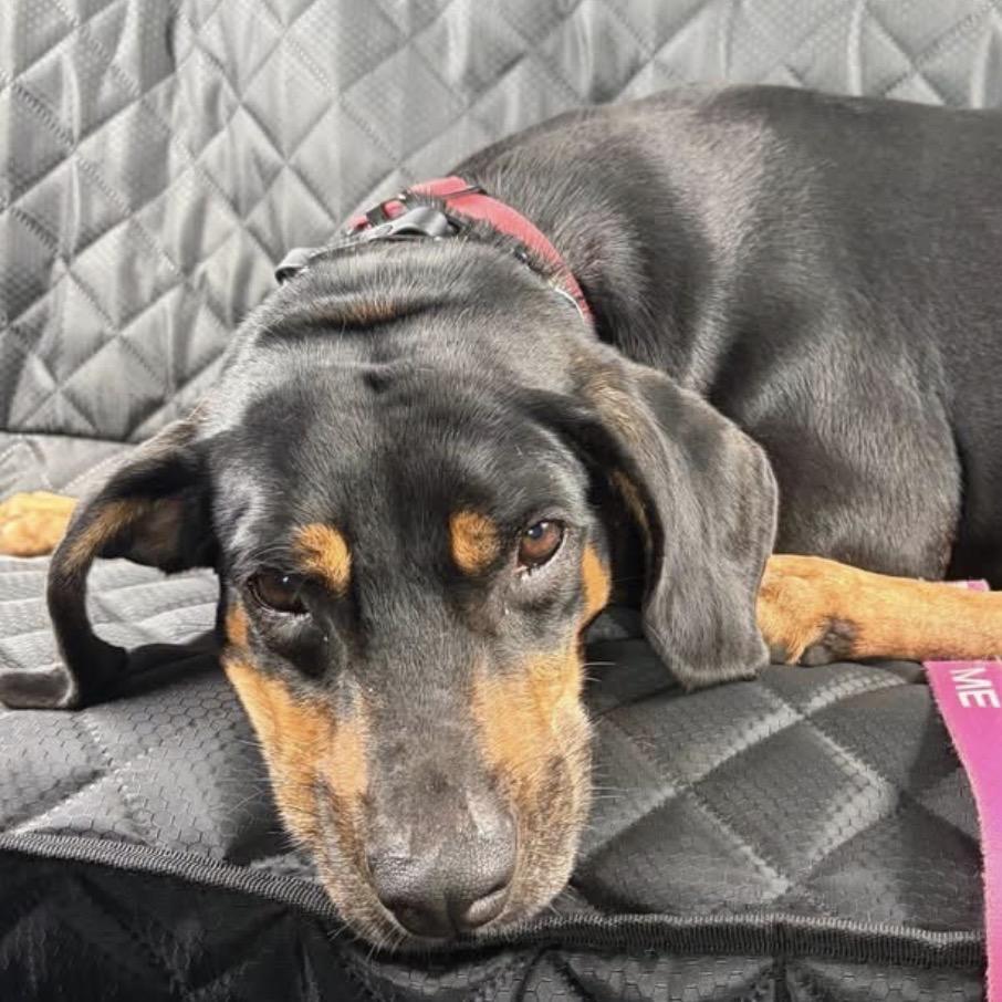 Enlarge Bridgette, a Adoptable Black and Tan Coonhound in North Port, FL image 3/3