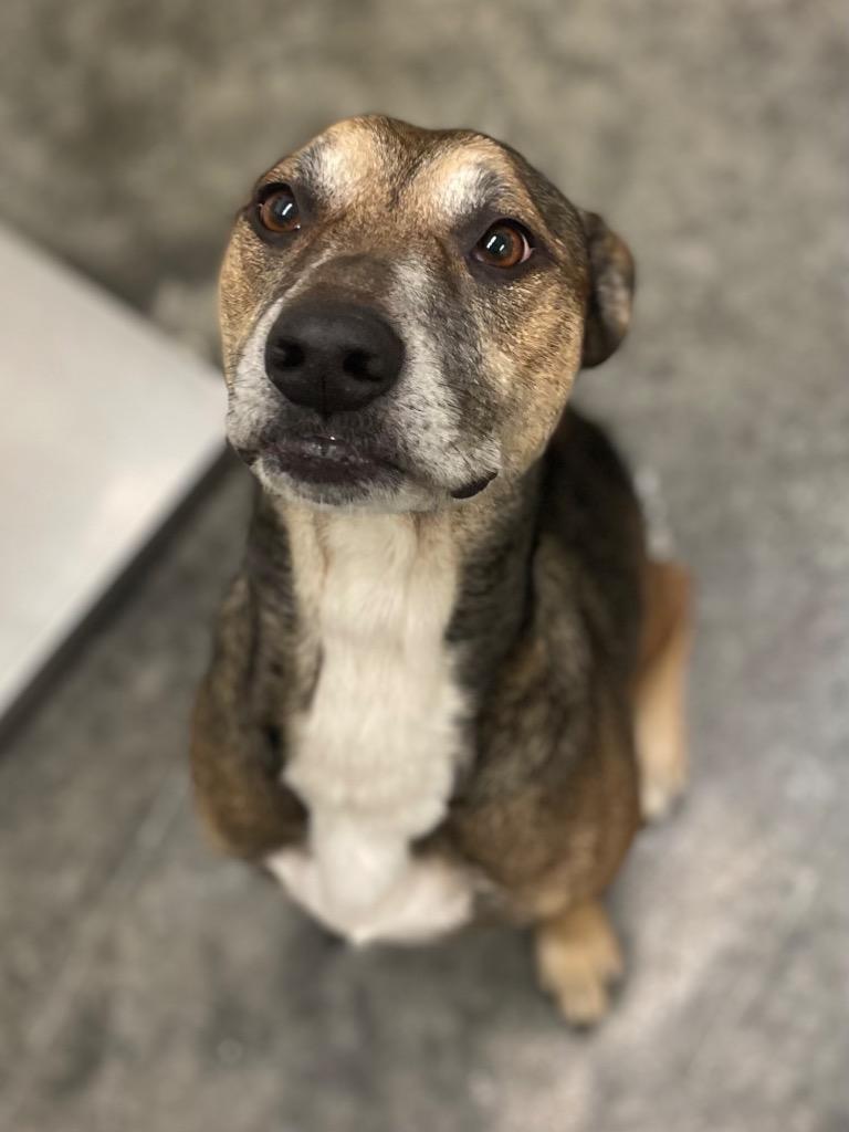 Philmore, Adoptable, Adult Male Shepherd & Mixed Breed.