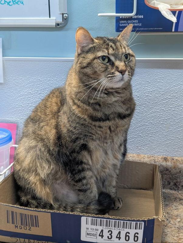 Sundae, Adoptable, Senior Female Domestic Short Hair.