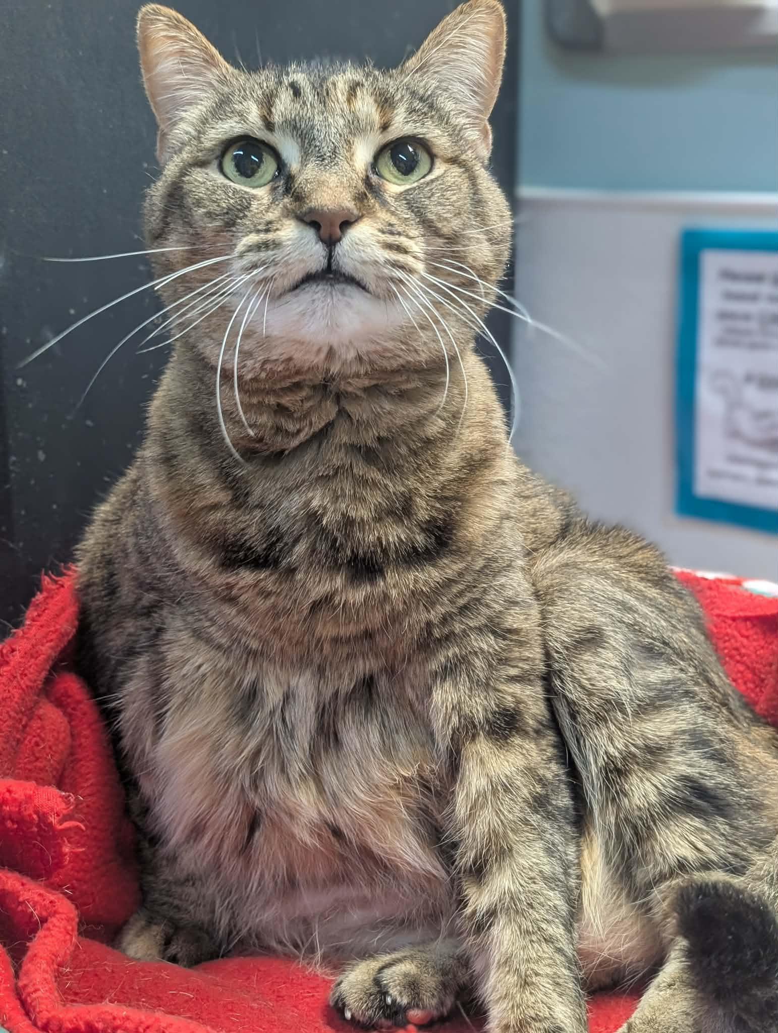 Sundae, a Adoptable Domestic Short Hair in Gonic, NH image 2/3