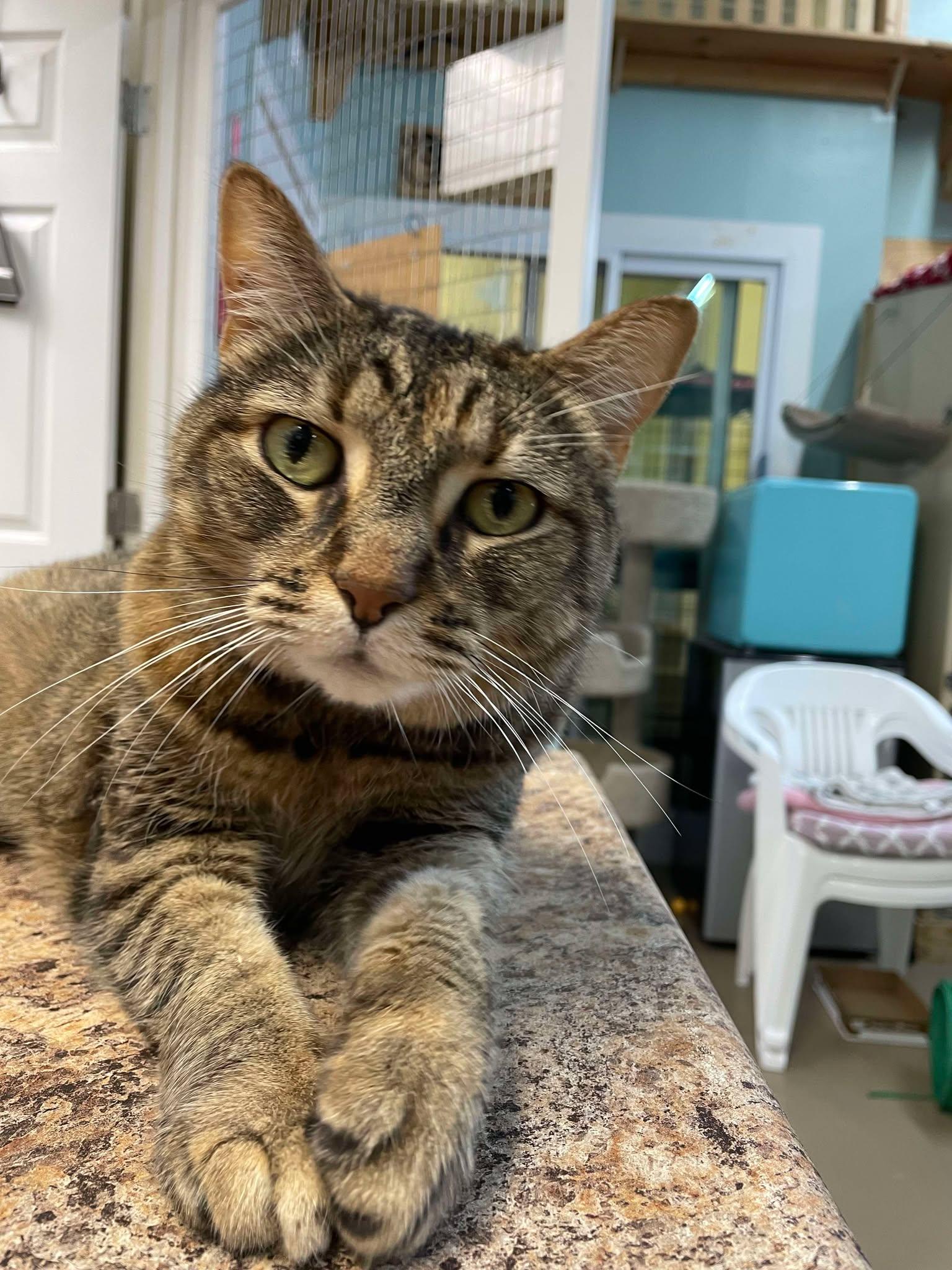 Enlarge Sundae, a Adoptable Domestic Short Hair in Gonic, NH image 2/3