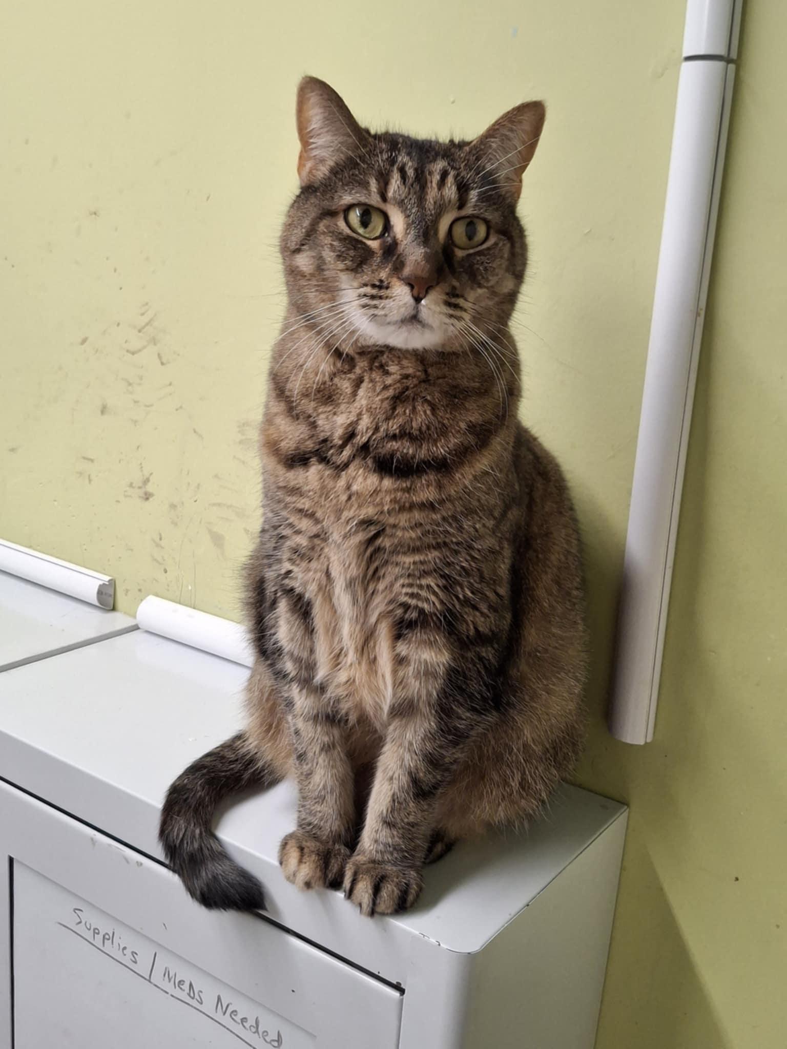 Enlarge Sundae, a Adoptable Domestic Short Hair in Gonic, NH image 3/3