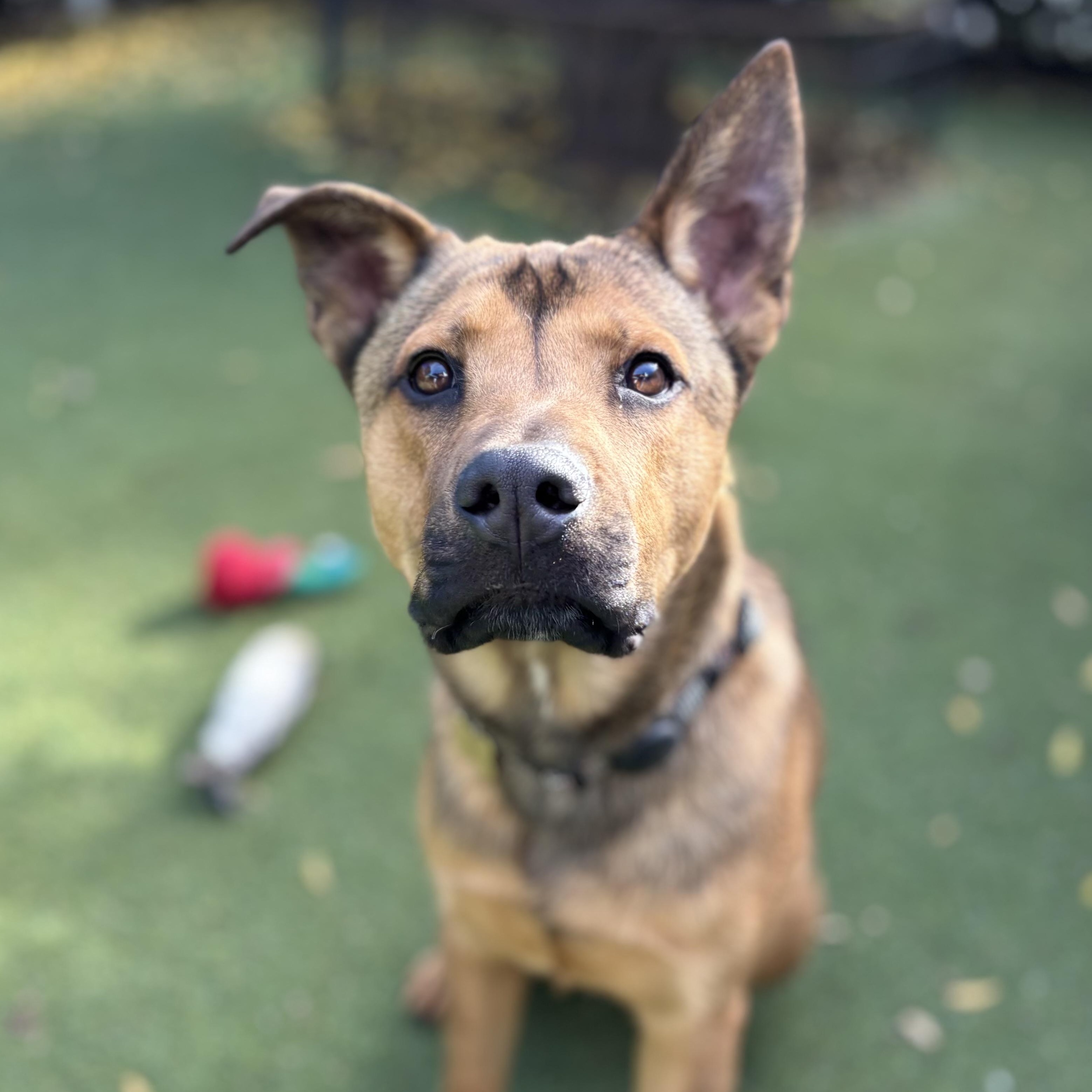 Enlarge Gene, a Adoptable mixed breed in Beverly Hills, CA image 1/1