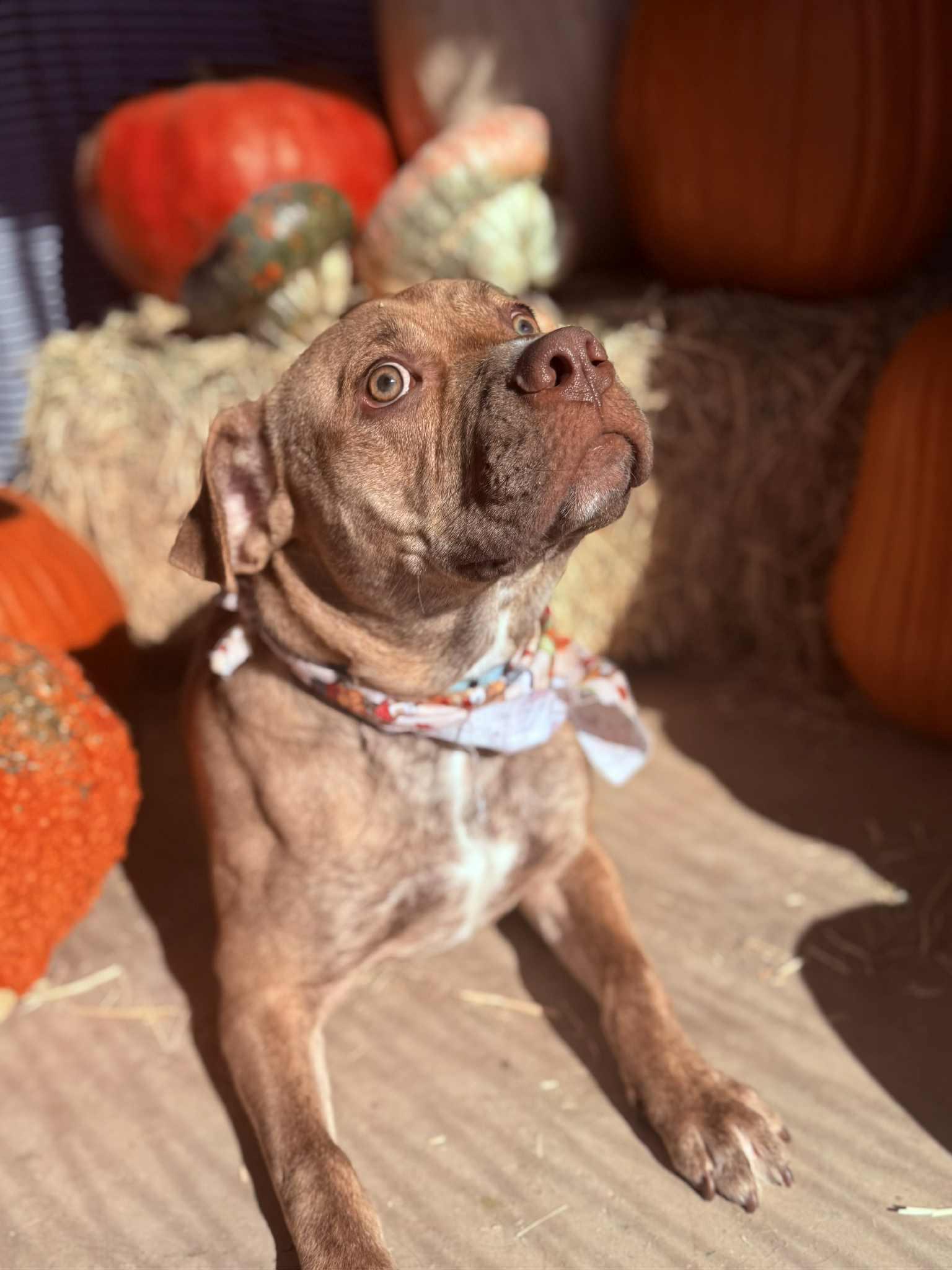 Tommy, Adoptable, Young Male Mastiff & Catahoula Leopard Dog.