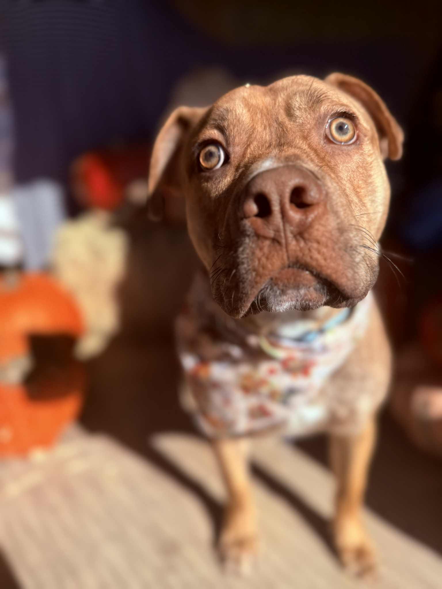 Enlarge Tommy, a Adoptable mixed breed in Clovis, NM image 2/3