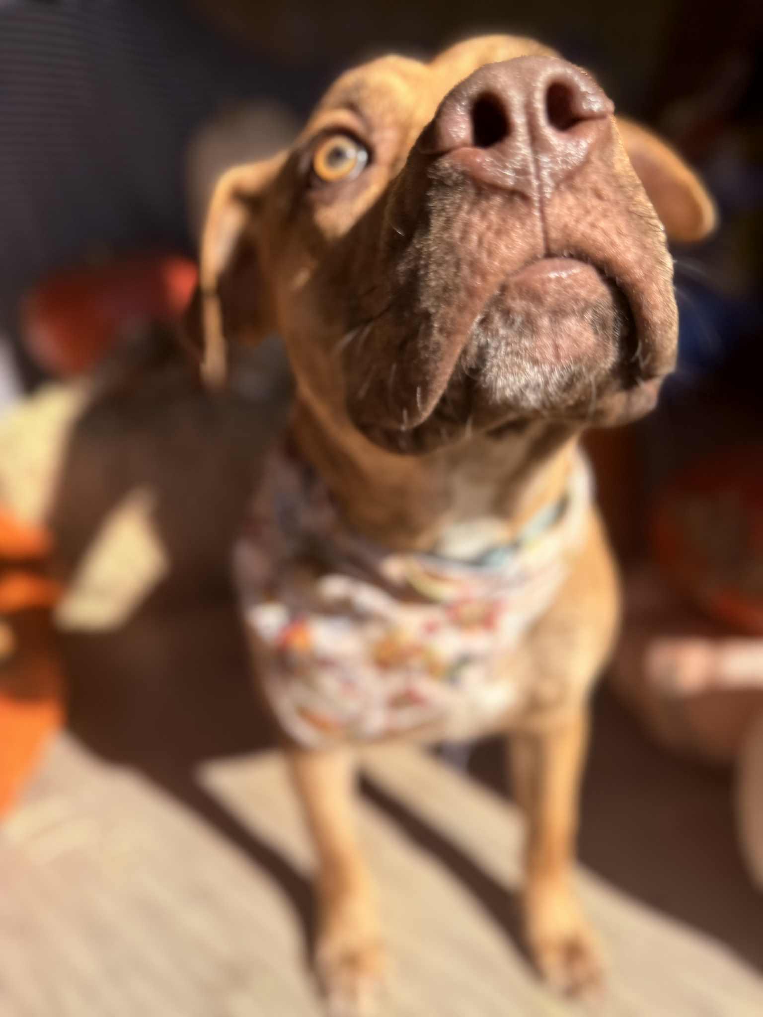 Enlarge Tommy, a Adoptable mixed breed in Clovis, NM image 3/3