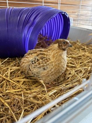 Enlarge Jamiroquail, a Adoptable Pheasant in West Seneca, NY image 1/1