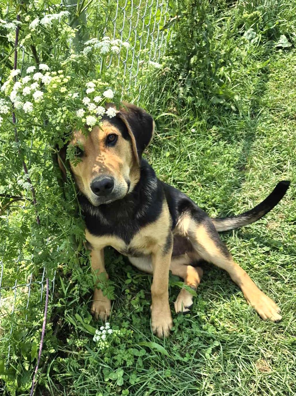 Enlarge Lewis, an adopted mixed breed in Campbellsville, KY image 4/5