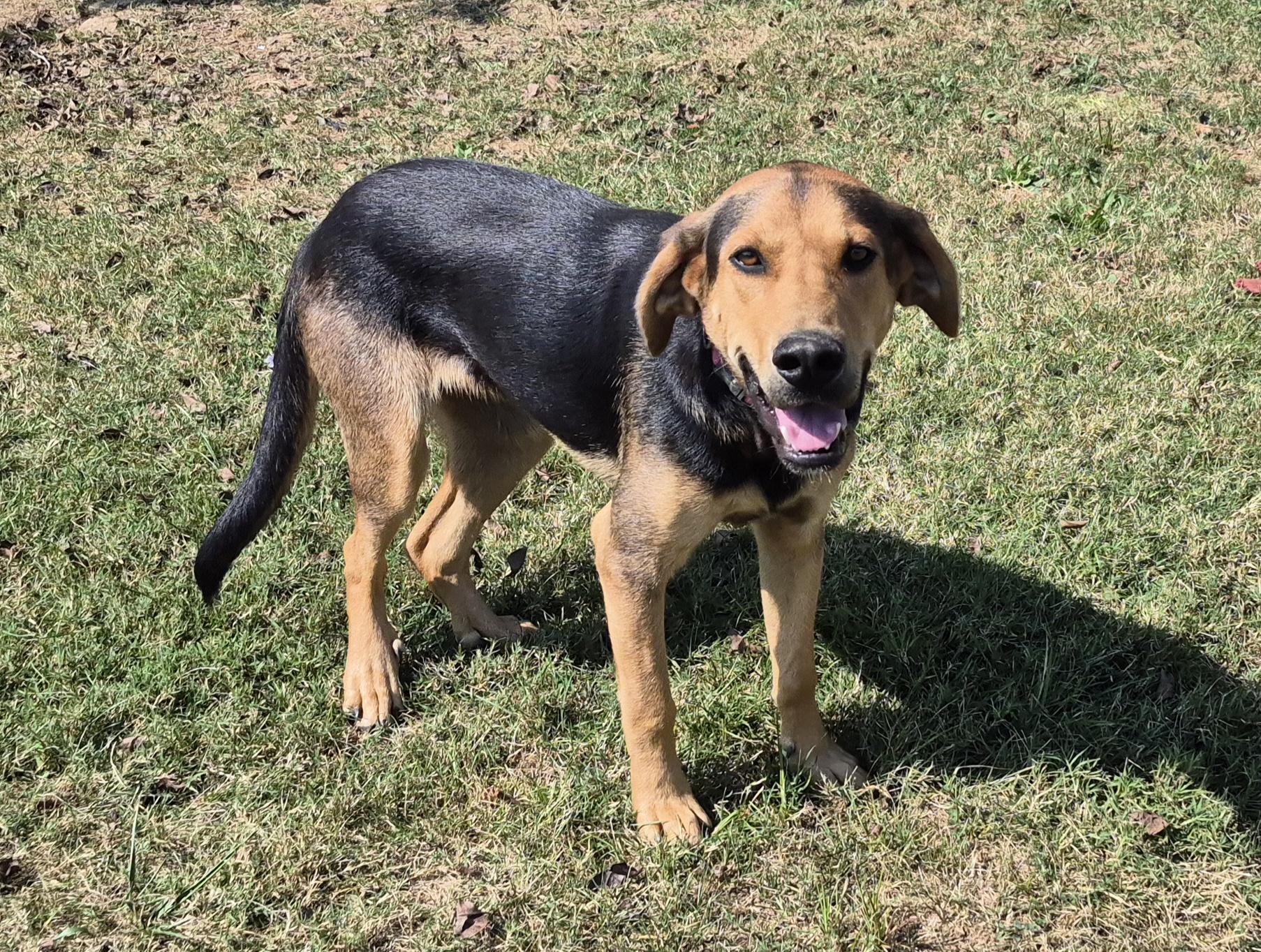 Enlarge Lewis, an adopted mixed breed in Campbellsville, KY image 5/5