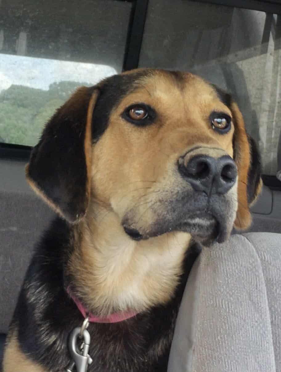 Lewis, adopted, Young Male Labrador Retriever & Treeing Walker Coonhound.