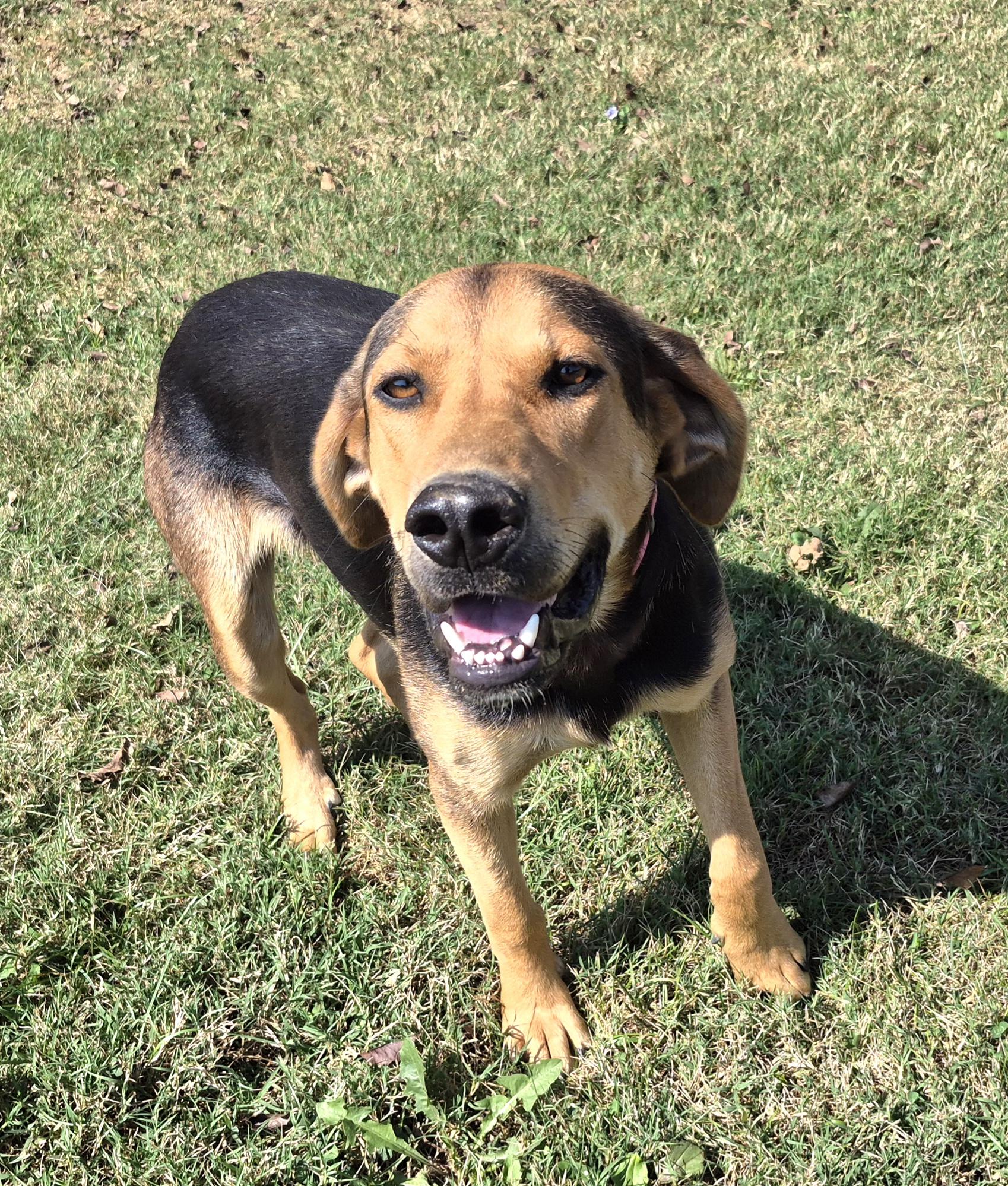 Enlarge Lewis, an adopted mixed breed in Campbellsville, KY image 3/5