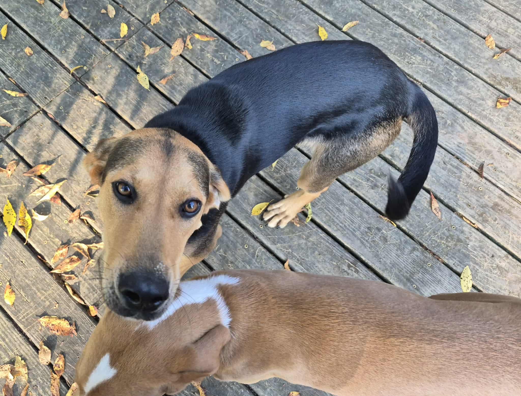 Enlarge Lewis, an adopted mixed breed in Campbellsville, KY image 2/5