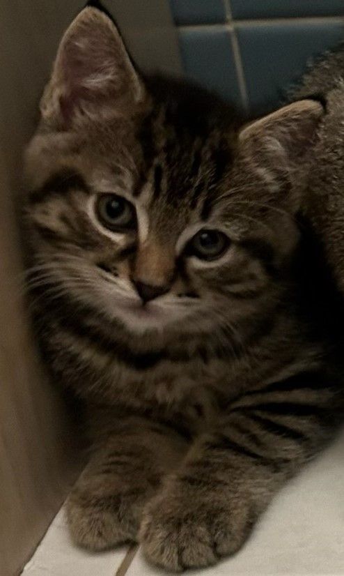 Gus, Adopted, Kitten Male Domestic Short Hair.