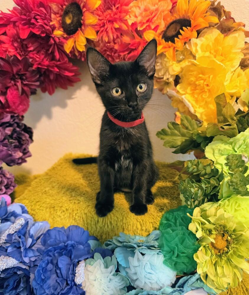 Soup Spoon, Adoptable, Kitten Male Bombay.